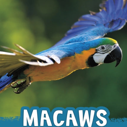 Macaws