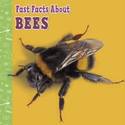 Fast Facts About Bees