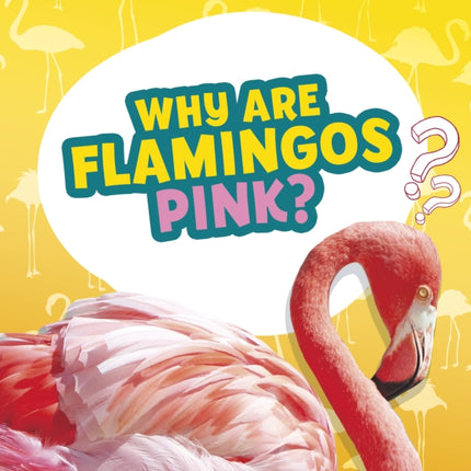 Why Are Flamingos Pink