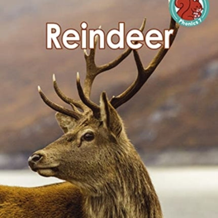 Reindeer