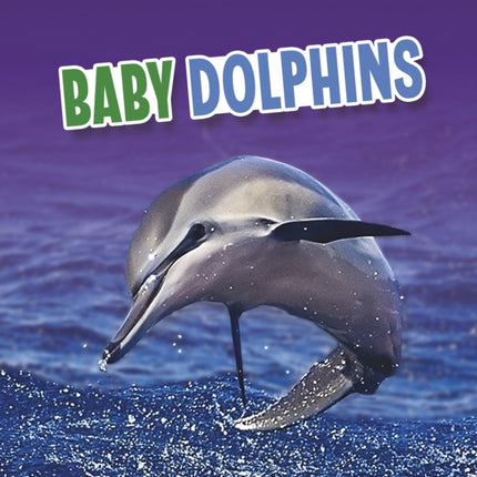 Baby Dolphins