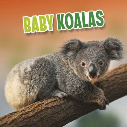 Baby Koalas