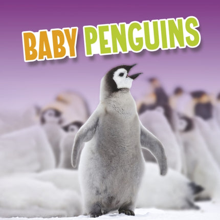 Baby Penguins