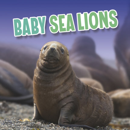 Baby Sea Lions