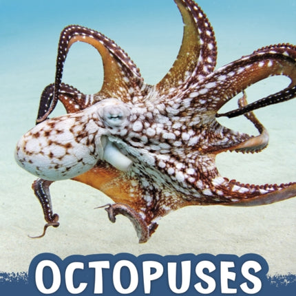 Octopuses