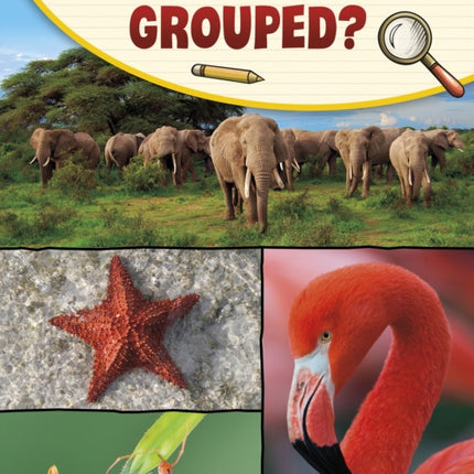 How Are Animals Grouped?