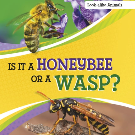 Is It a Honeybee or a Wasp?