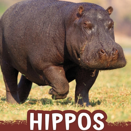 Hippos