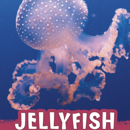 Jellyfish