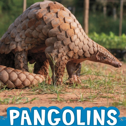 Pangolins