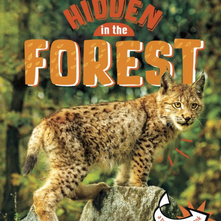 Animals Hidden in the Forest