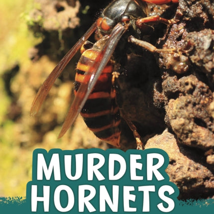 Murder Hornets