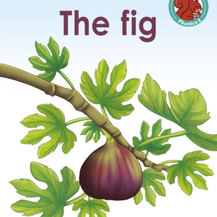 The Fig