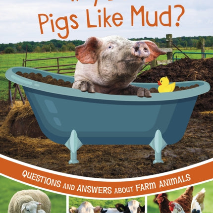 Why Do Pigs Like Mud