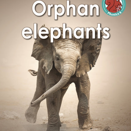 Orphan elephants