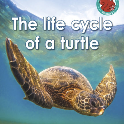 The life cycle of a turtle