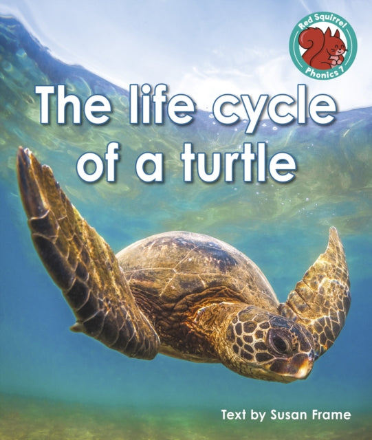 The life cycle of a turtle