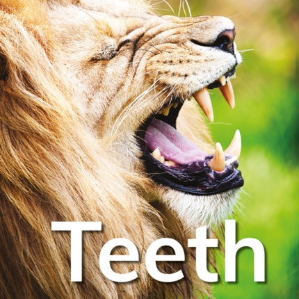 Teeth