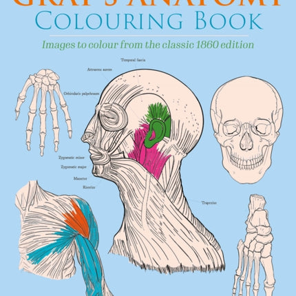 Gray's Anatomy Colouring Book: Images to Colour from the Classic 1860 Edition