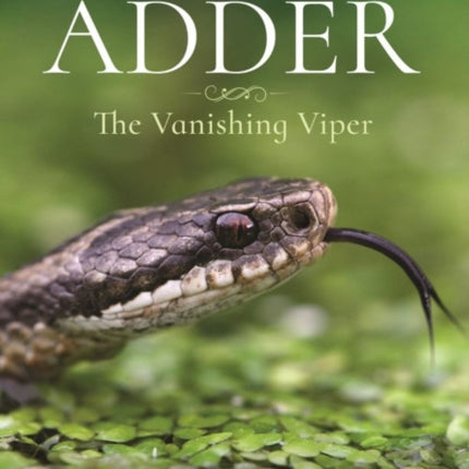 The Secret Life of the Adder: The Vanishing Viper