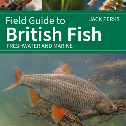 Field Guide to British Fish