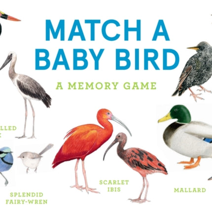 Match a Baby Bird