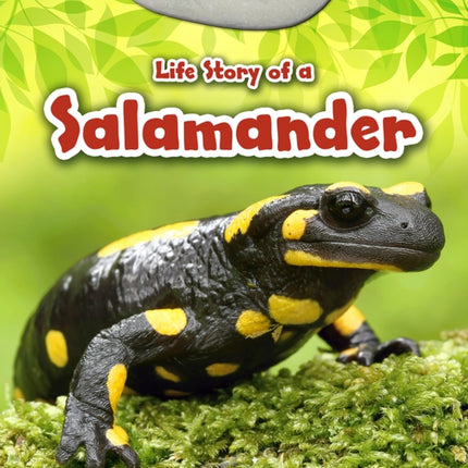 Life Story of a Salamander Animal Life Stories