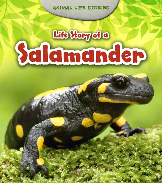 Life Story of a Salamander Animal Life Stories