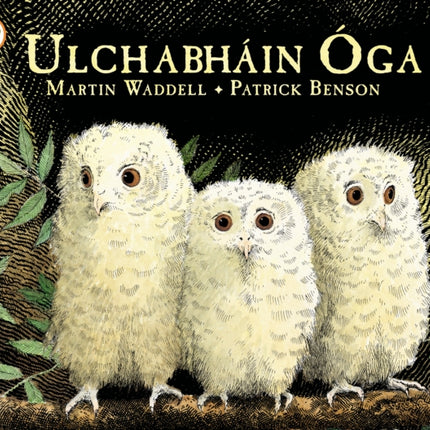 Ulchabháin Óga (Owl Babies)