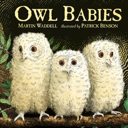 Owl Babies