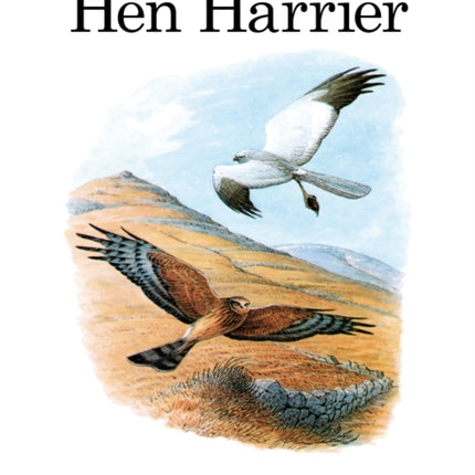 The Hen Harrier