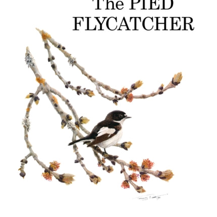 The Pied Flycatcher