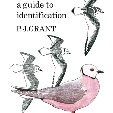 Gulls A Guide to Identification. 2nd Edition