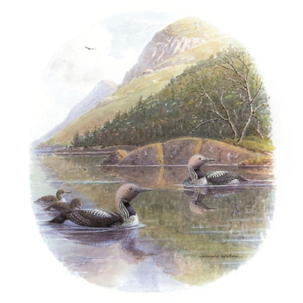 Birds in Scotland