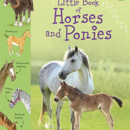 Little Book of Horses and Ponies