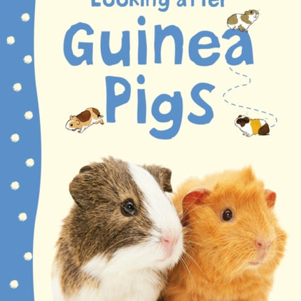 Looking after Guinea Pigs