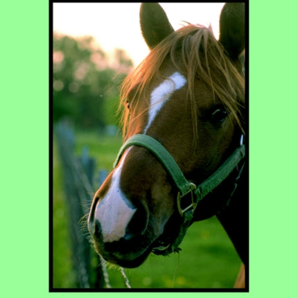 Breeding and Raising Horses
