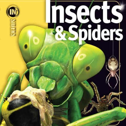 Insects & Spiders