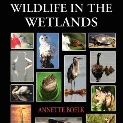 Wings and Wildlife in the Wetlands