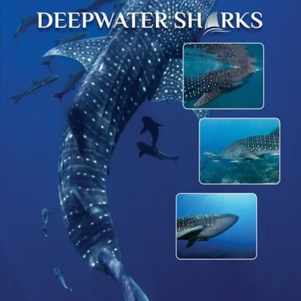 Deepwater Sharks