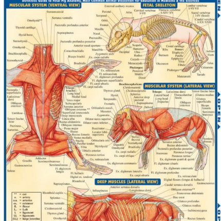 Fetal Pig