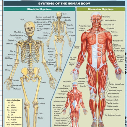 Anatomy Fundamentals: Life Science