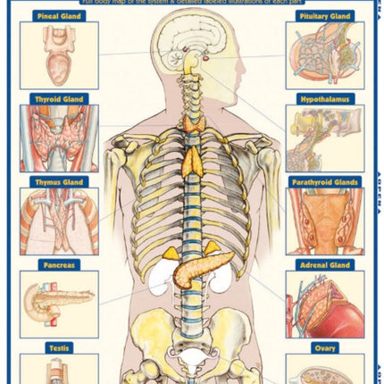 Endocrine System: QuickStudy Laminated Anatomy Reference Guide