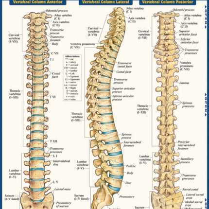 The Spine