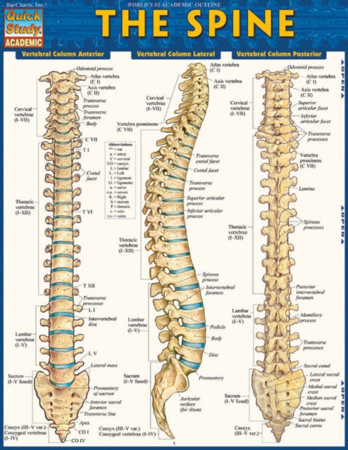 The Spine