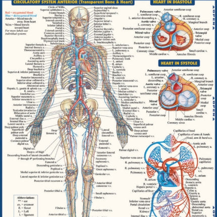 Circulatory System Advanced