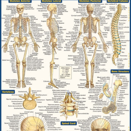 Anatomy - Reference Guide