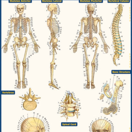 Anatomy Test Reference Guide