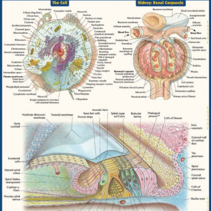 Anatomy: Microstructures