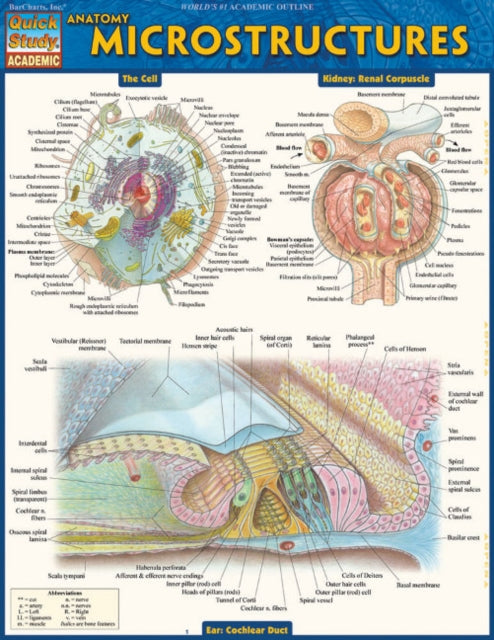 Anatomy: Microstructures